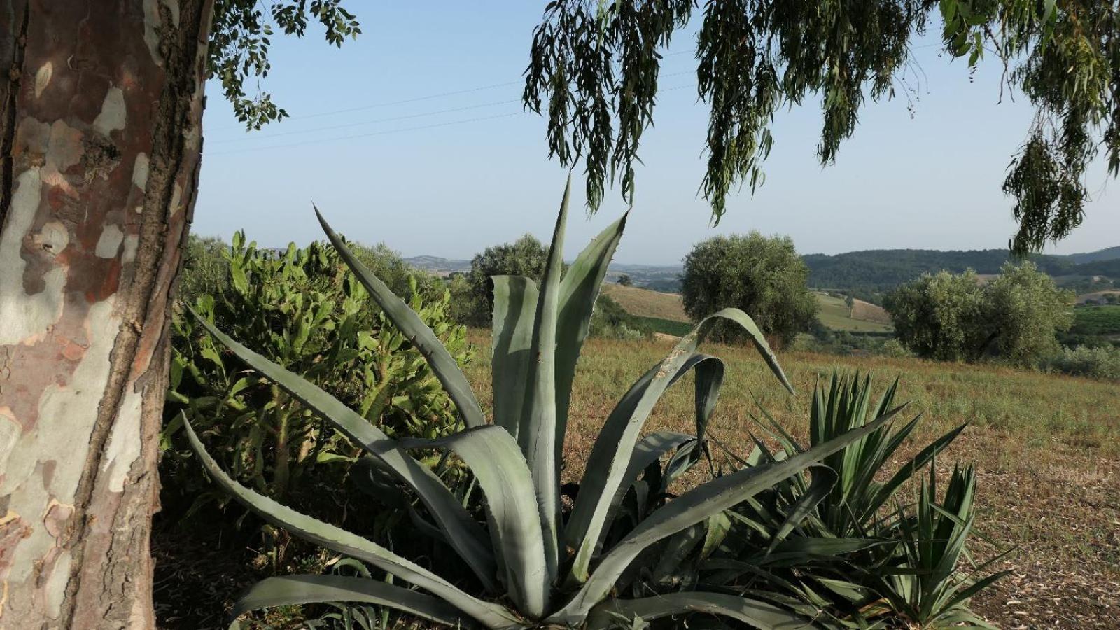 Agriturismo Uliveto Gretacci 蒙特马拉诺 外观 照片