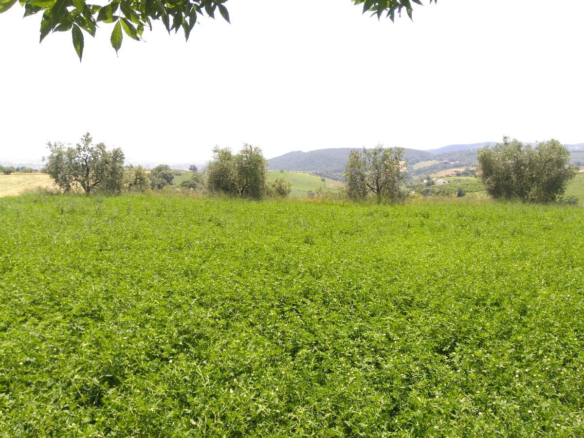 Agriturismo Uliveto Gretacci 蒙特马拉诺 外观 照片