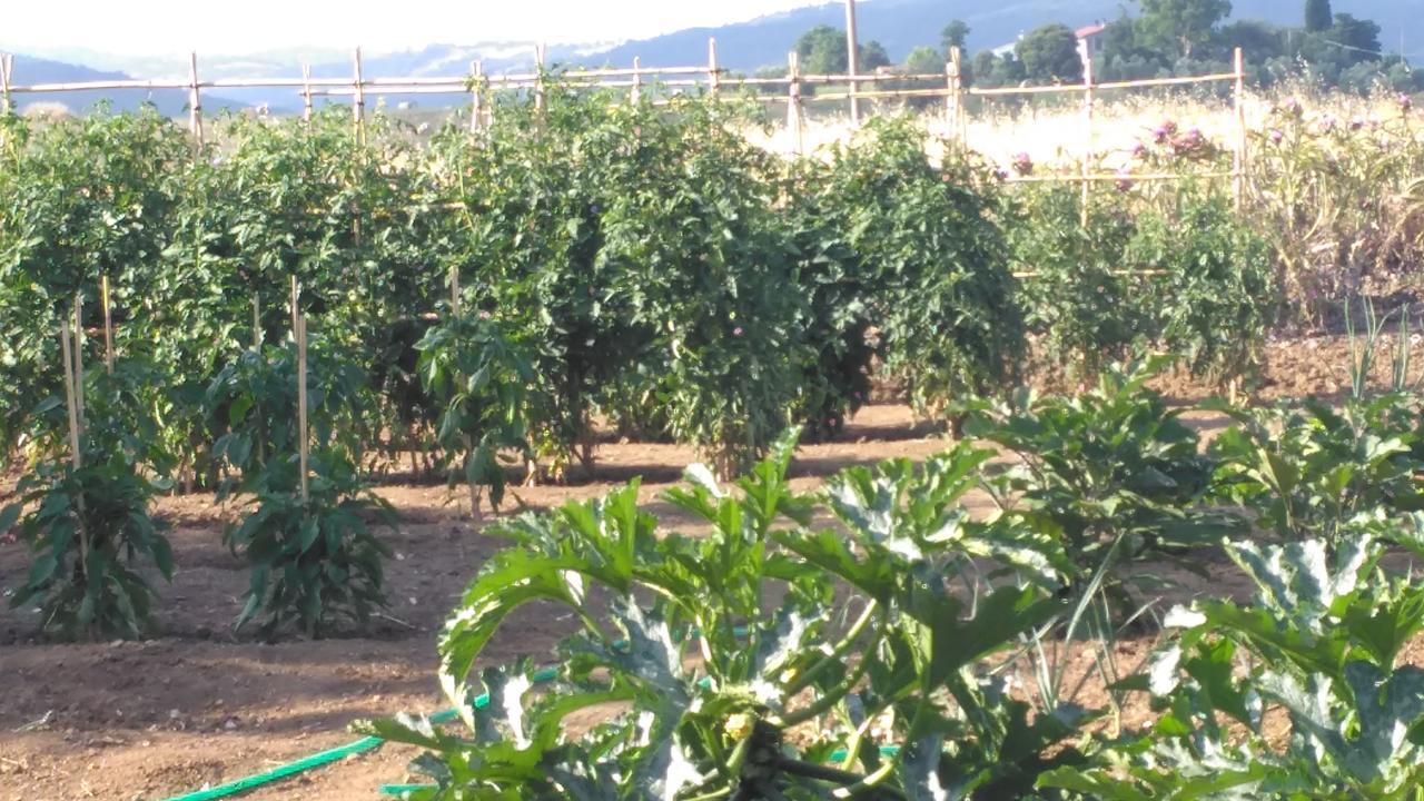 Agriturismo Uliveto Gretacci 蒙特马拉诺 外观 照片